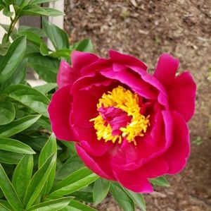 Meet your Posher, Toni